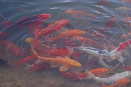 Connect Coaches Garden Tours Image -62b992dc6f3a1